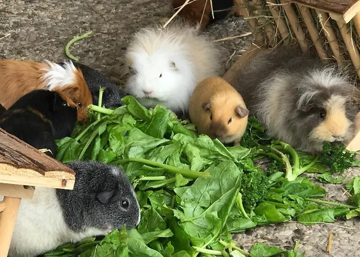 Reetdachhaus 1, Inkl 2 Parkplaetze *